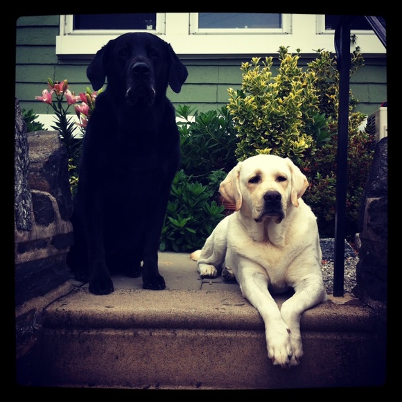 Meet your Posher, Luka - Picture 5 of 17